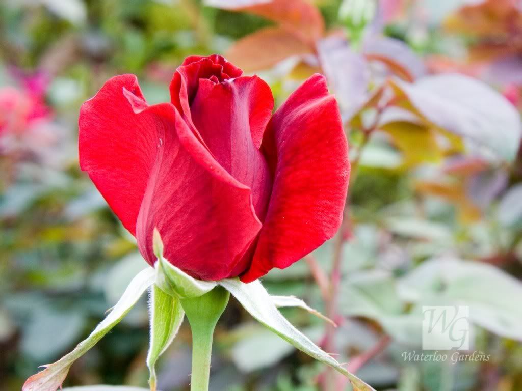 Red Rose Pictures, Images and Photos
