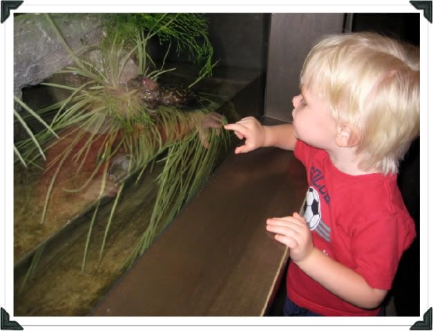Beckham Checkin' Out The Toad @ the Aquarium