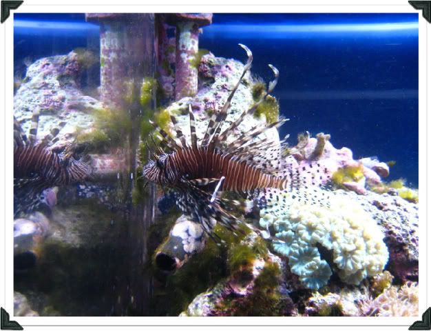 Tiger Fish @ The Living Planet Aquarium