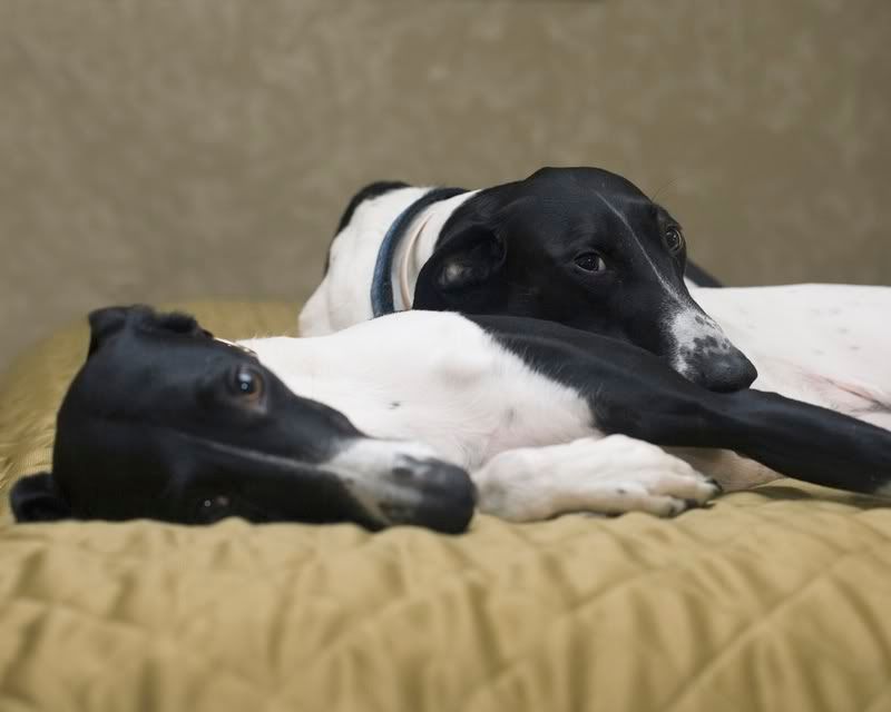 IMAGE: http://i121.photobucket.com/albums/o203/stugotzo/Dogs/IMG_4103_adjusted_8x10_compressed.jpg