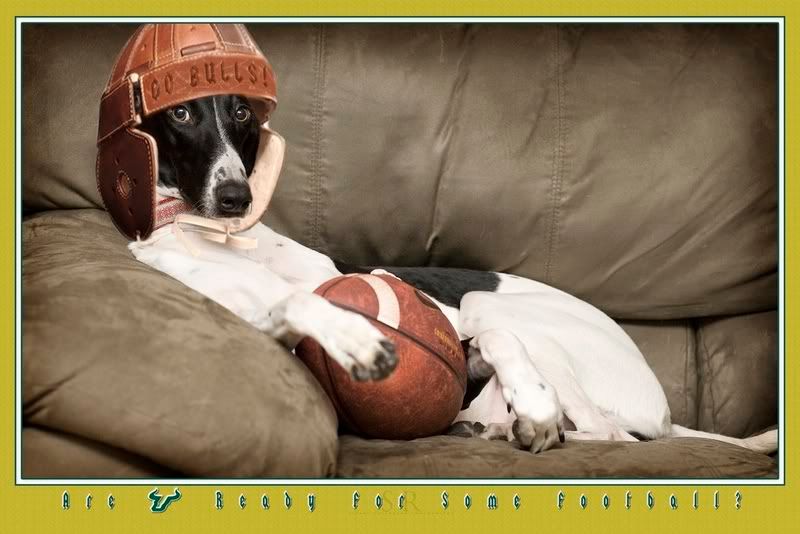 IMAGE: http://i121.photobucket.com/albums/o203/stugotzo/Dogs/IMG_5044_withhelmet_20x30_Bulls_wit.jpg