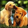 Golden-Retriever-puppies.jpg
