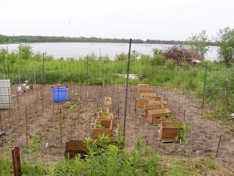 garden question - Homesteading Questions