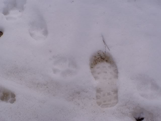 Help me identify these tracks - Homesteading Questions