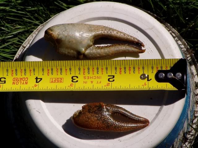 What kind of crayfish? - The Great Outdoors