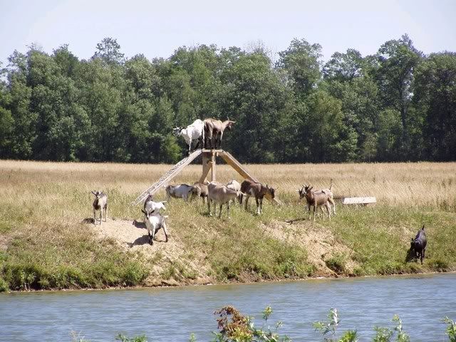 Hoof trimming - Goats