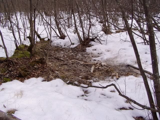 MN wolves - The Great Outdoors