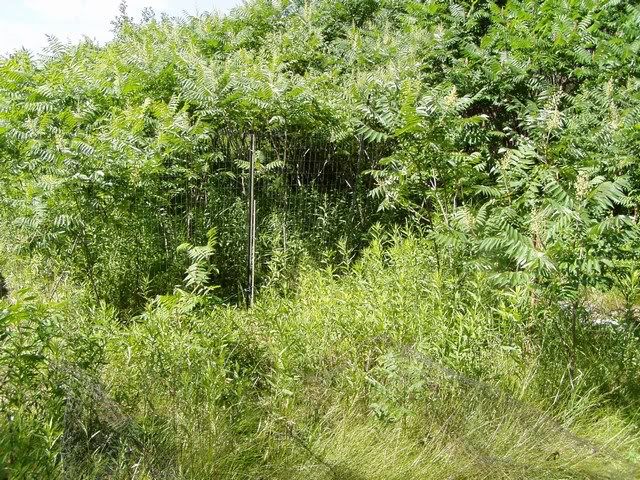 garden question - Homesteading Questions