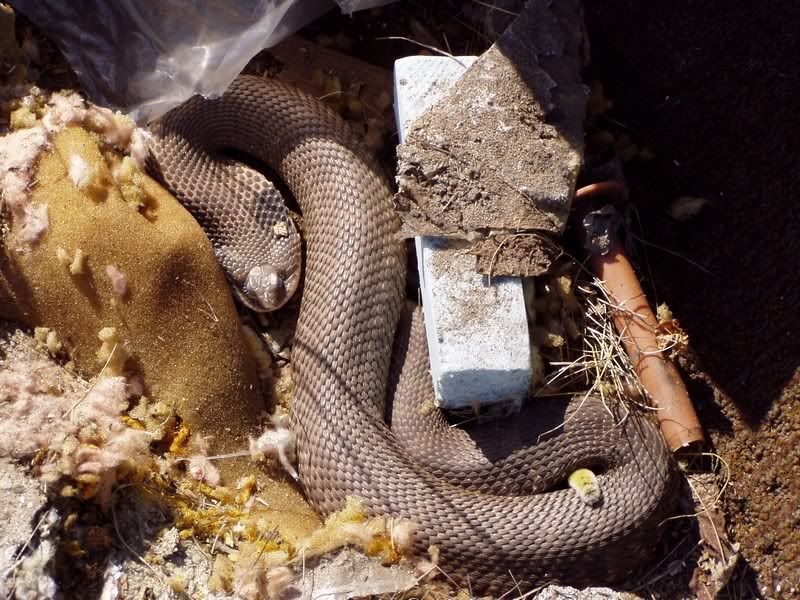Chocolate hognose snake - The Great Outdoors