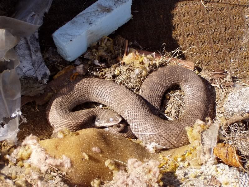 Chocolate hognose snake - The Great Outdoors