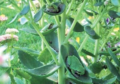 Turtles and their eggs, take 2 - The Great Outdoors