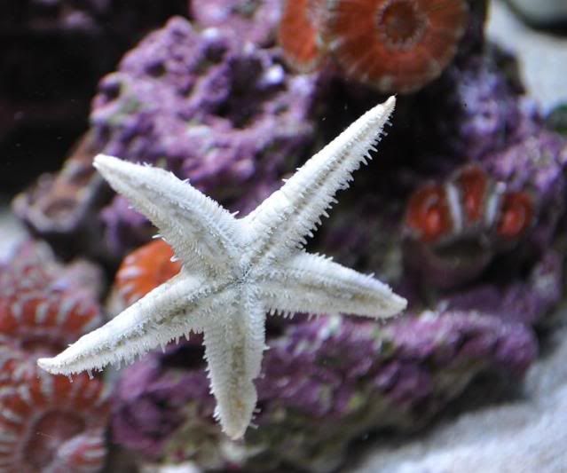 20100627SandStarClimbing - Moved nano corals into the 75G / pics
