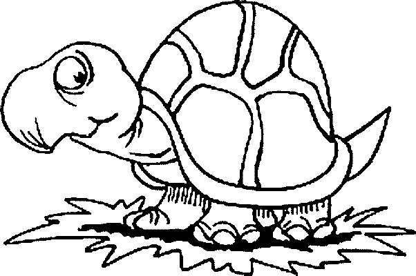 schildkroete.gif schildkroete.gif