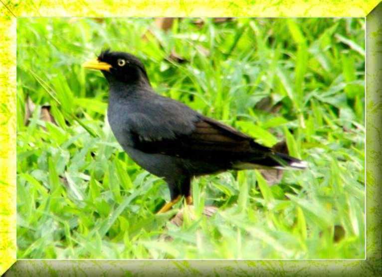 types of myna found in malaysia malaysia bird forum types of myna found in malaysia malaysia bird forum