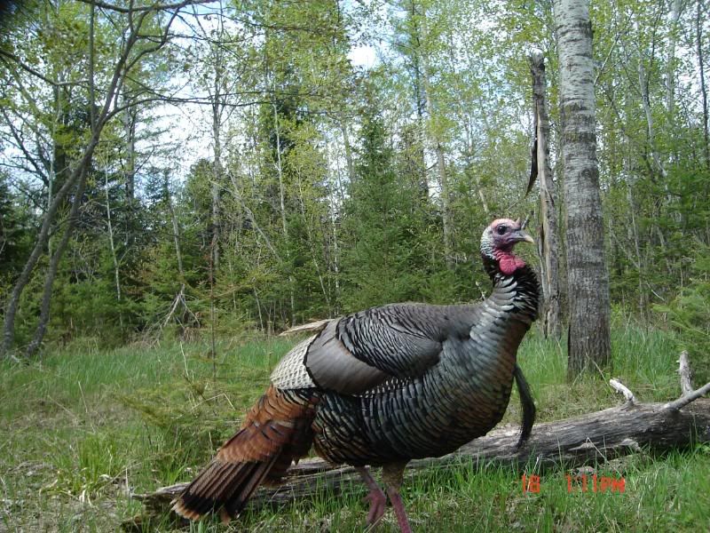 Turkey, Pregnant Does and Young Buck Wisconsin Sportsman Your