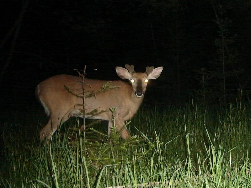 Bunch of Deer Pics Wisconsin Sportsman Your Wisconsin Hunting and