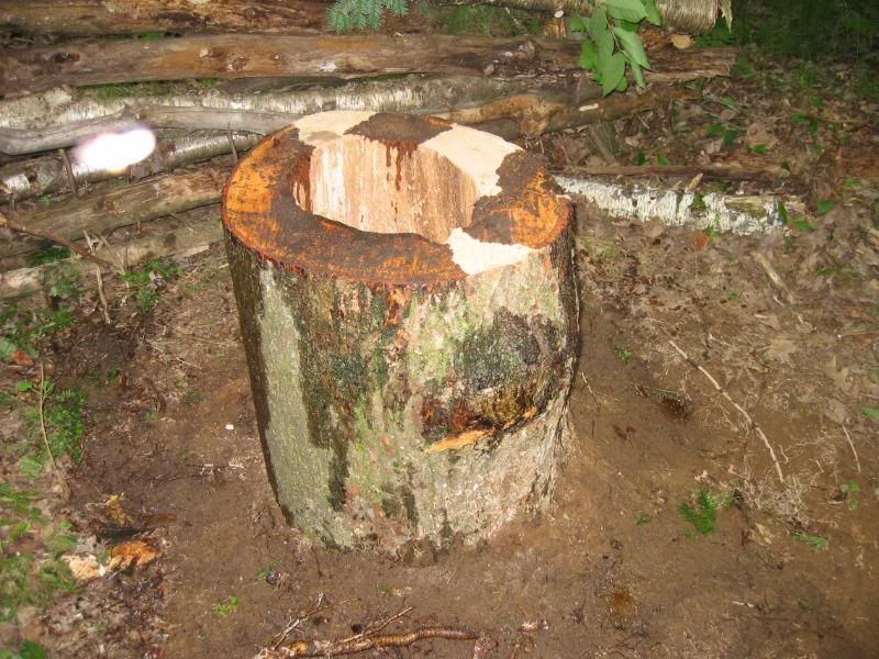 Got My Bear Bait Site Setup Michigan Sportsman Online Michigan