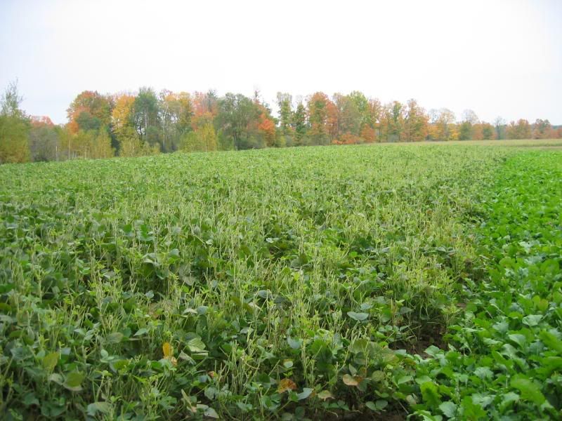 Eagle Soybean Seed Just Keeps Growing Michigan Sportsman Online