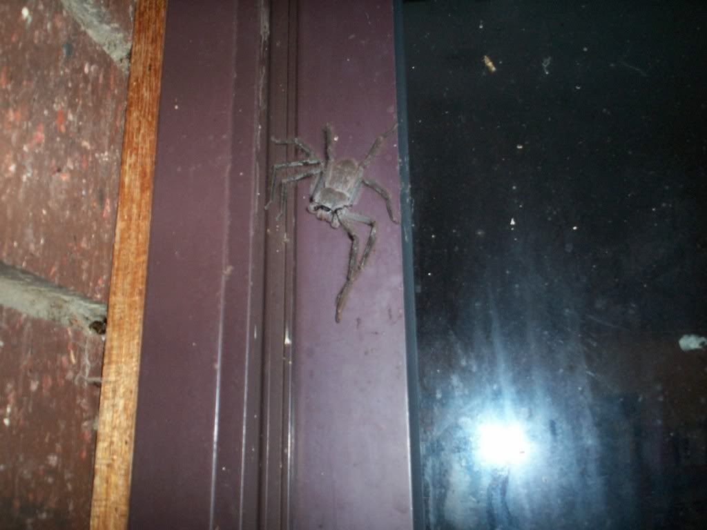 spider2.jpg