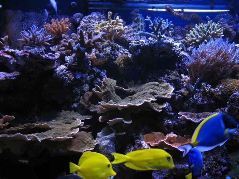 72 - Updated photos of the reef ( new aquascape and corals)