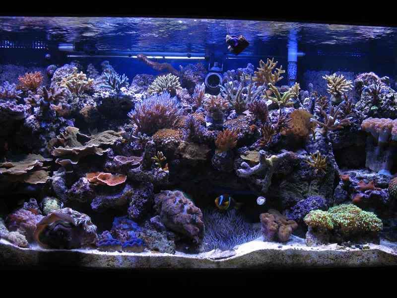 large2 - Updated photos of the reef ( new aquascape and corals)