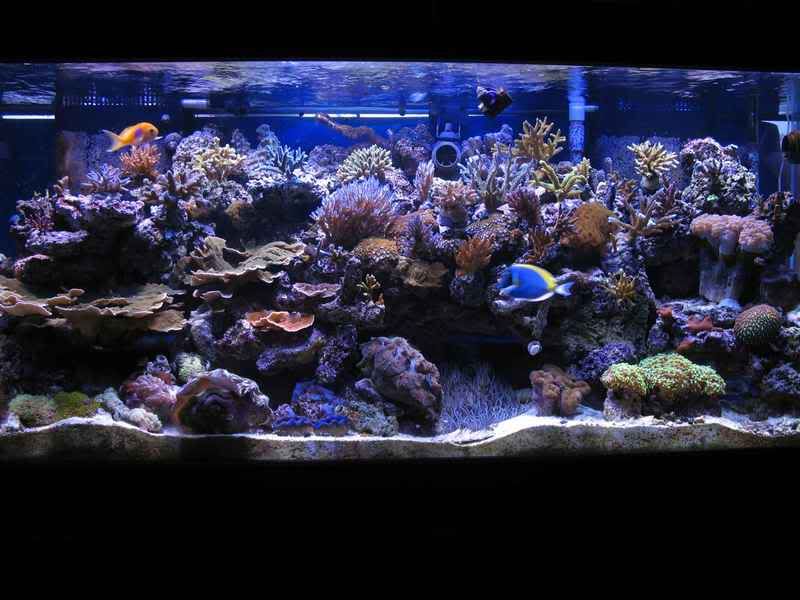 largetank - Updated photos of the reef ( new aquascape and corals)