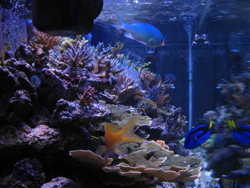 v32001 - Updated photos of the reef ( new aquascape and corals)