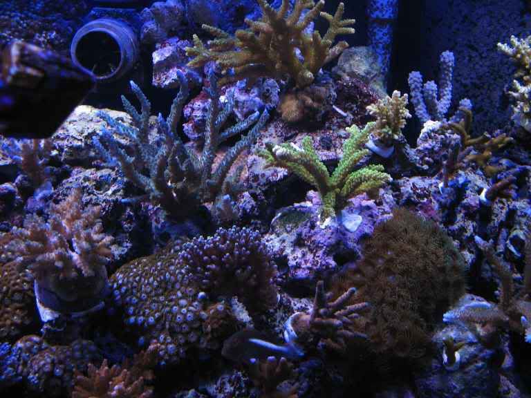 v32004 - Updated photos of the reef ( new aquascape and corals)