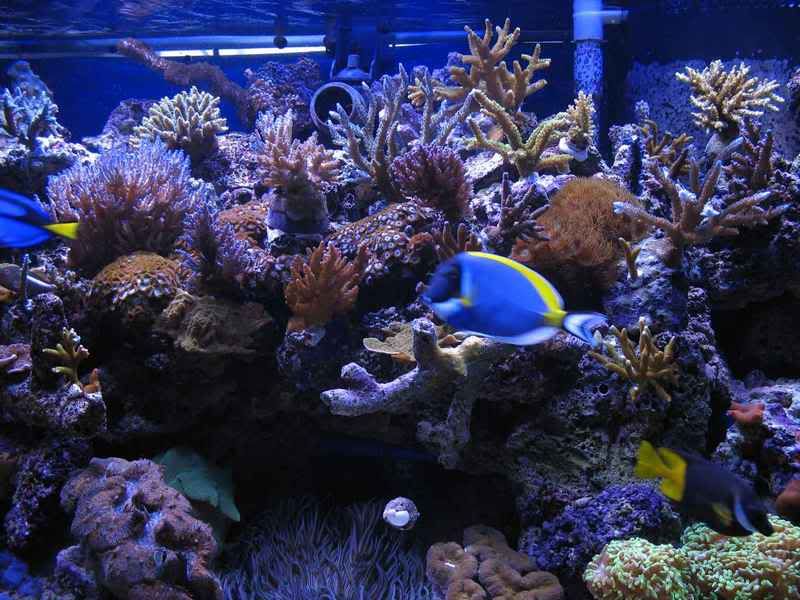 vv3007 - Updated photos of the reef ( new aquascape and corals)