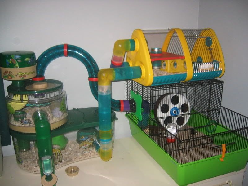 hamster chewing on plastic tubes