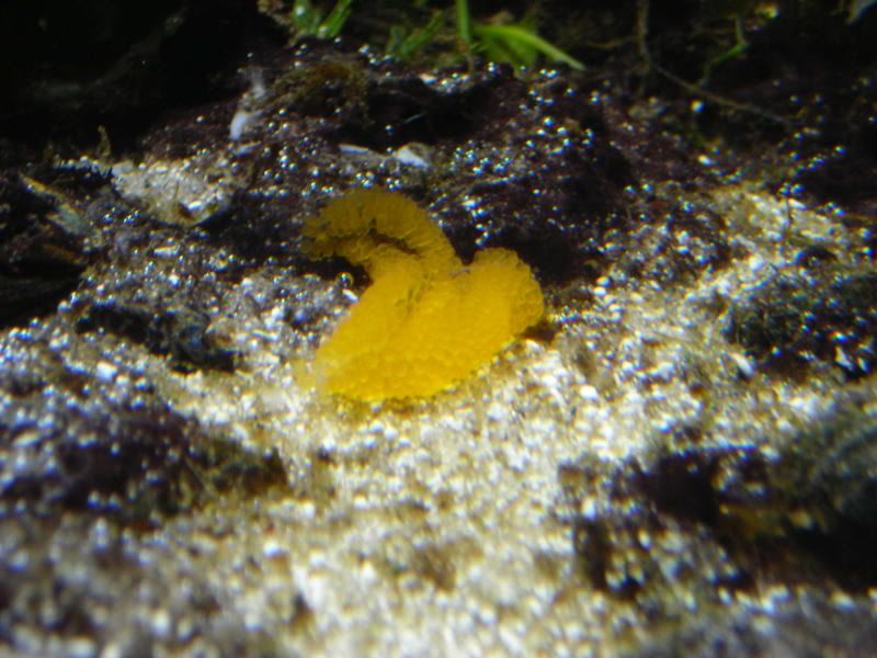 Seahorse Eggs