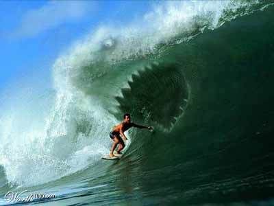 Sharks Surfing