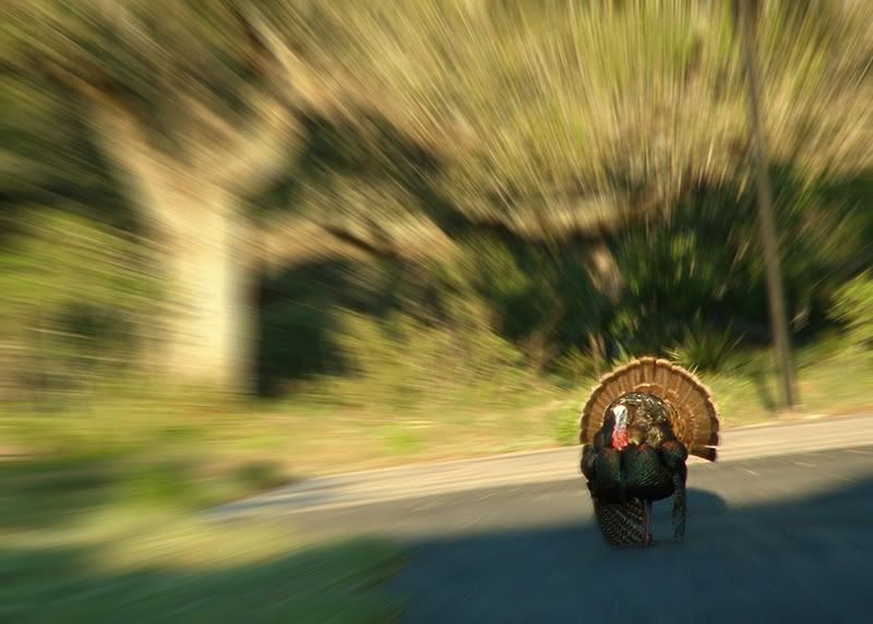 turkeyblur.jpg