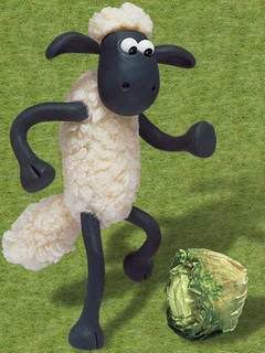 Sheep know footie