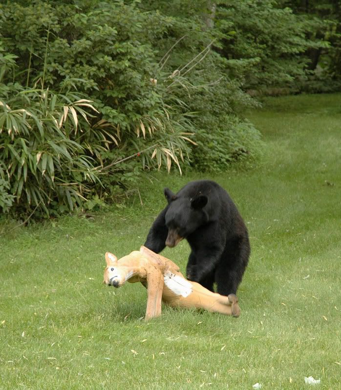 BEAR ATTACK on DEER (West Milford NJ) You have to see this..