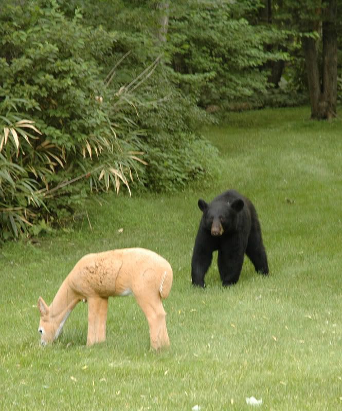 BEAR ATTACK on DEER (West Milford NJ) You have to see this..