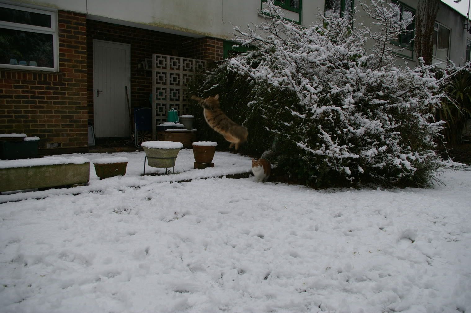 Posted Image