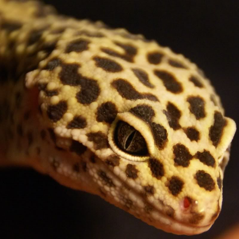 i have a leopard gecko called