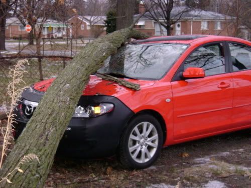 Car_tree_7.jpg