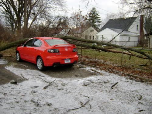 Car_tree_8.jpg