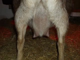 Here is Penny's udder before milking this morning. - Goats