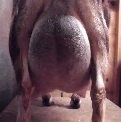 Here is Penny's udder before milking this morning. - Goats