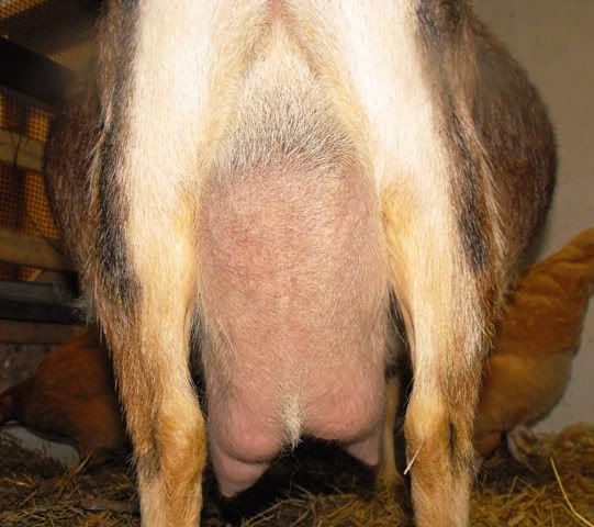 Penny progress pics - Goats