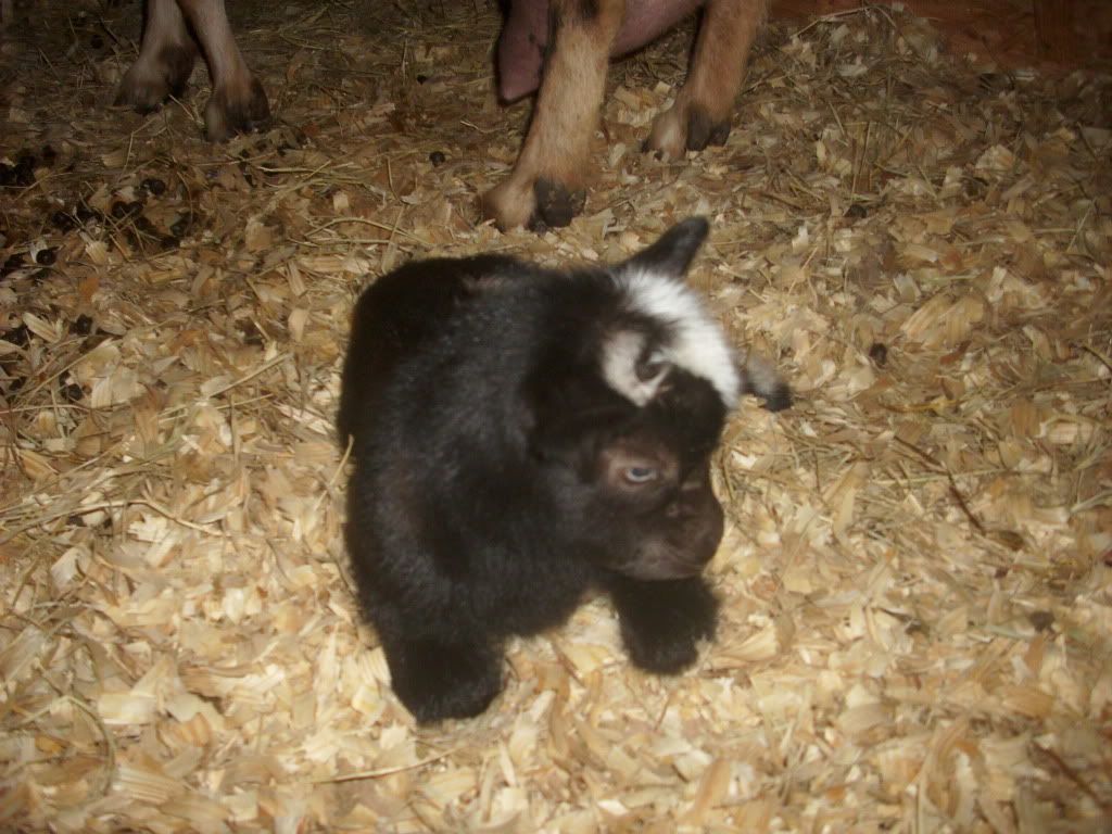 Pictures or it didn't happen. Well here are Penny's new Triplets - Goats