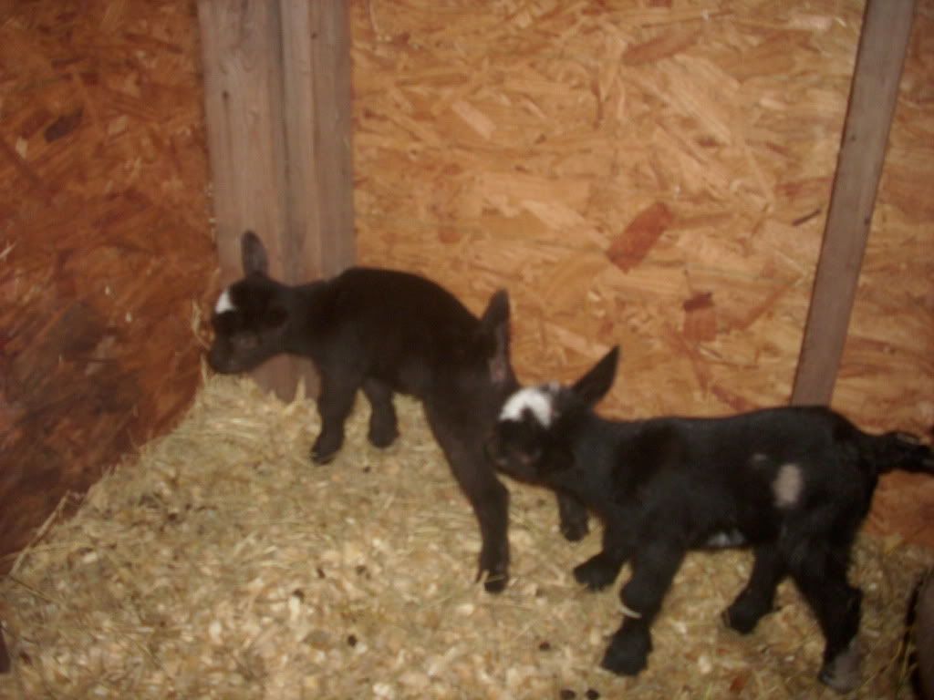 Pictures or it didn't happen. Well here are Penny's new Triplets - Goats