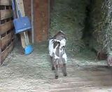 What is good about goats thread 11/2012 - Goats