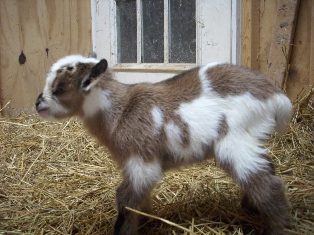 Selling my wethers on craigslist, dose this add ok - Goats