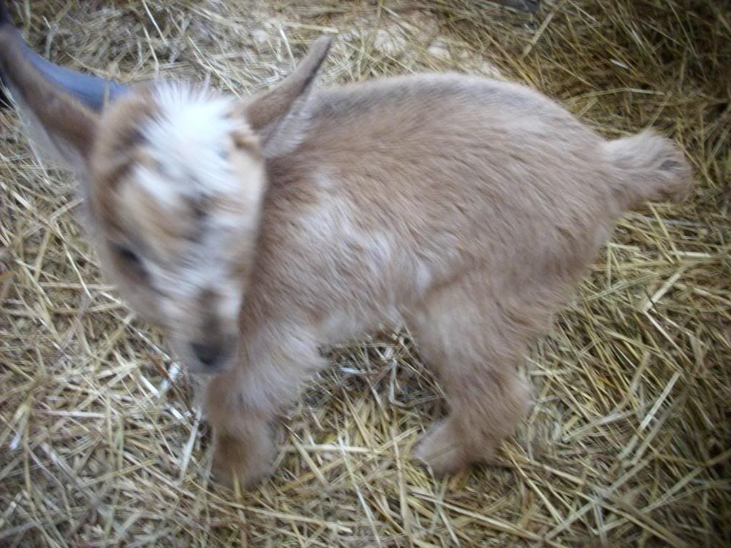 Selling my wethers on craigslist, dose this add ok - Goats