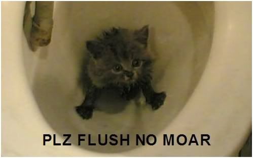 flushkitten.jpg