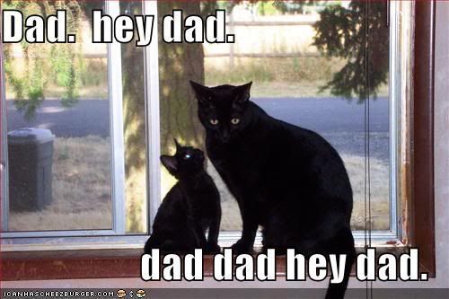 Funny Pictures Lolcats. funny, lolcats captioned